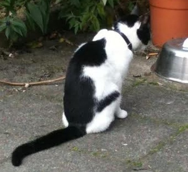 mew on a cat's back