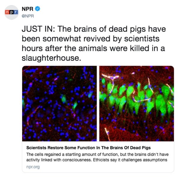 Scientists revive a pig's brain and the internet can't handle it.