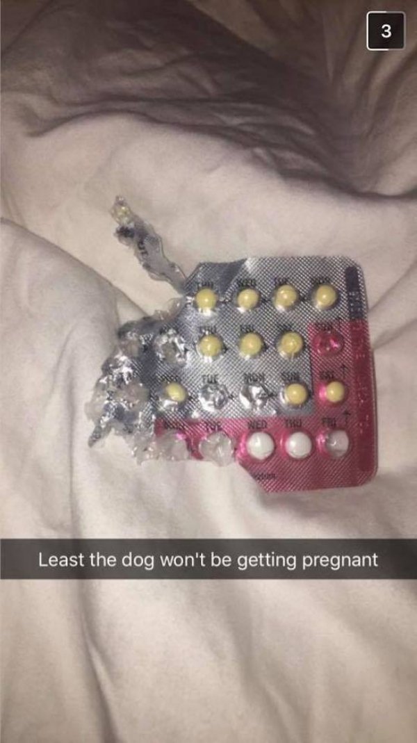 pattern - Least the dog won't be getting pregnant