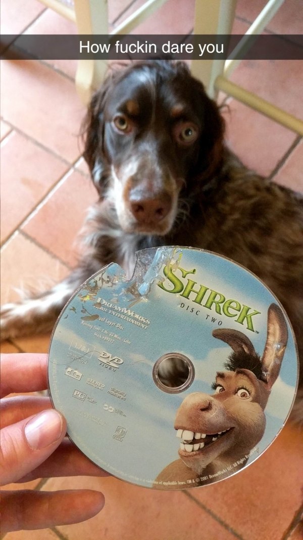 snout - How fuckin dare you Shrek S.Dreamworks Me Entricainment volleyes Disc Disc Two St Vio ht low