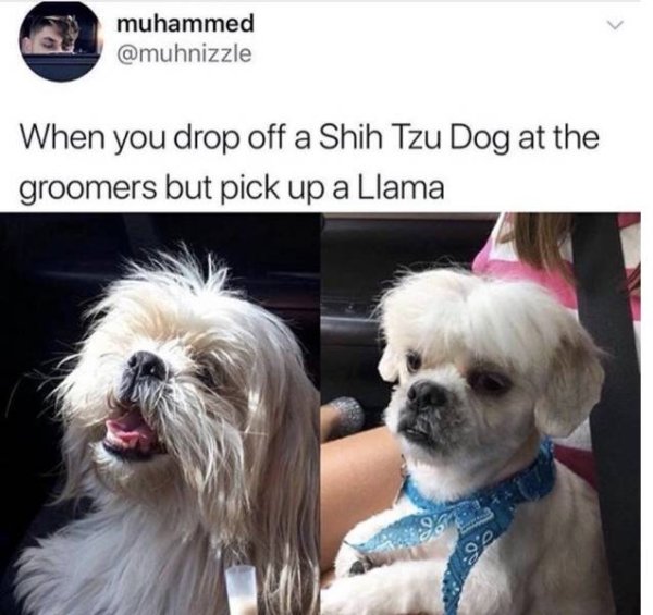 shih tzu llama - muhammed When you drop off a Shih Tzu Dog at the groomers but pick up a Llama