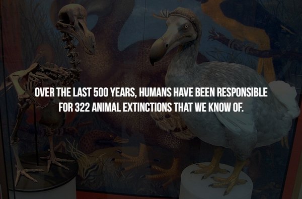university of oxford - Over The Last 500 Years, Humans Have Been Responsible For 322 Animal Extinctions That We Know Of.