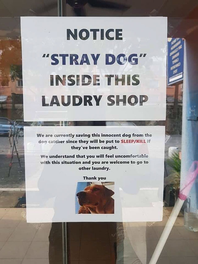 stolen meme notice - Notice "Stray Dog" Inside This Laudry Shop We are currently saving this innocent dog from the dog catcher since they will be put to SleepKill if they've been caught. We understand that you will feel uncomfortable with this situation a