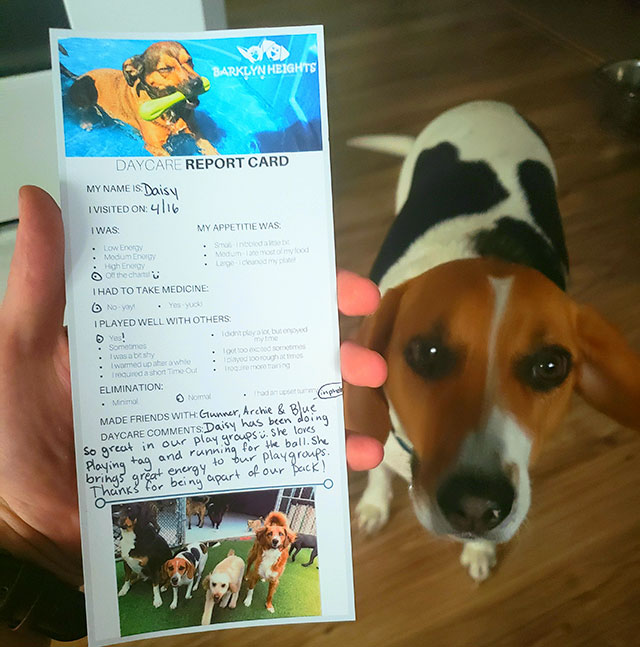 dog daycare report card - Vos Barklyn Heights Daycare Report Card My Name Is Daisy I Visited On 4116 I Was My Appetitie Was Low Enoton . Med . Hogh Ency otheca I Had To Take Medicine 6 Noyay . You I Played Well With Others Yes! me Sammes womedobrowo . Eli