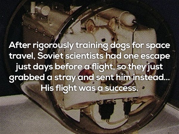 useless facts about dog went to space - After rigorously training dogs for space travel, Soviet scientists had one escape just days before a flight, so they just grabbed a stray and sent him instead... His flight was a success.