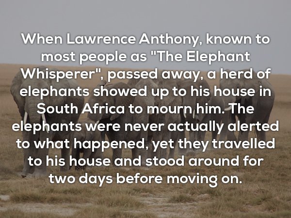 useless facts about badtz maru - When Lawrence Anthony, known to most people as "The Elephant Whisperer", passed away, a herd of elephants showed up to his house in South Africa to mourn him. The elephants were never actually alerted to what happened, yet