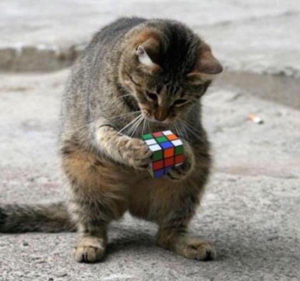 Cat doing a rubiks cube