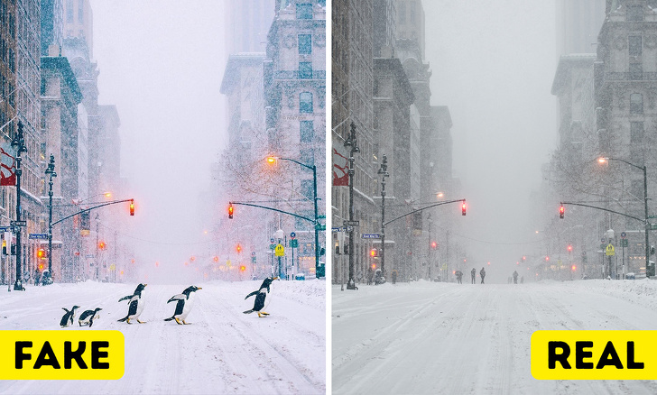Penguins were never spotted in New York.