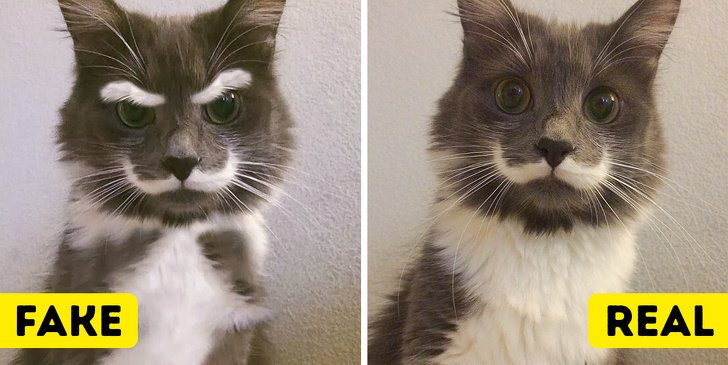 This cat's eyebrows are fake, but the mustache is real.