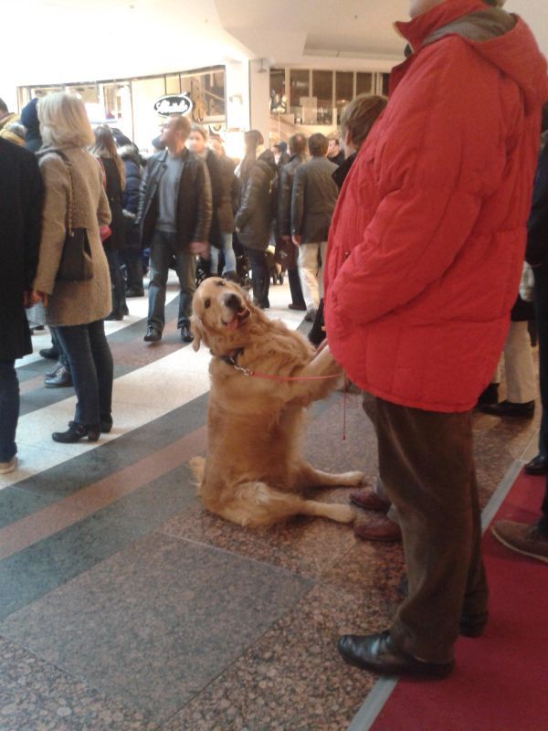 This dog is sitting like a human.