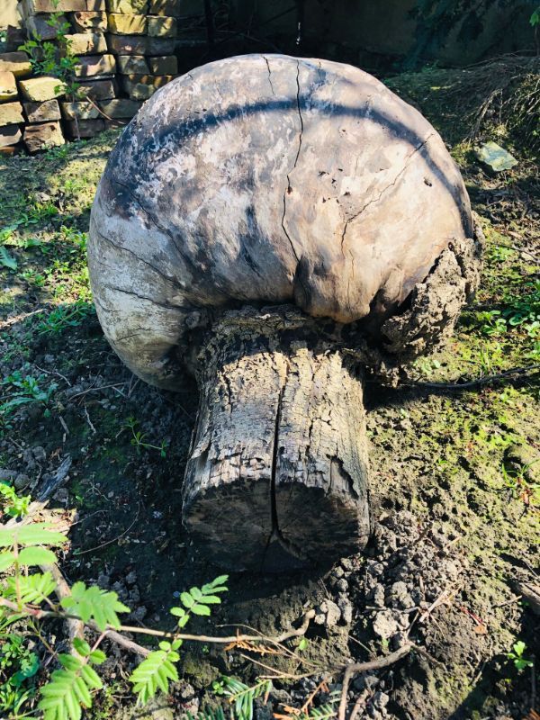 This mushroom shaped log.