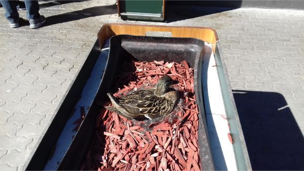 A duck made a nest near the entrance of a McDonald's.