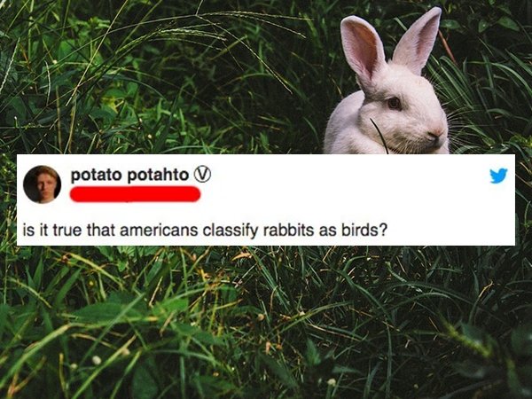 rabbit in grass - potato potahto v is it true that americans classify rabbits as birds?