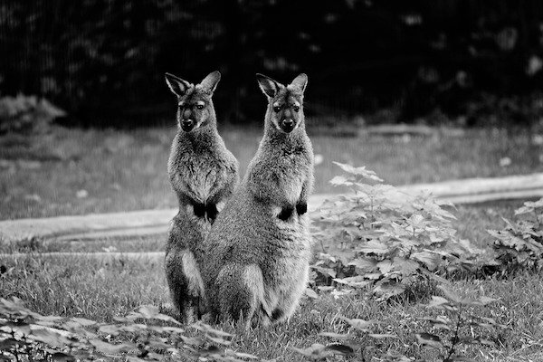 In 2009 stoned wallabies created crop circles.