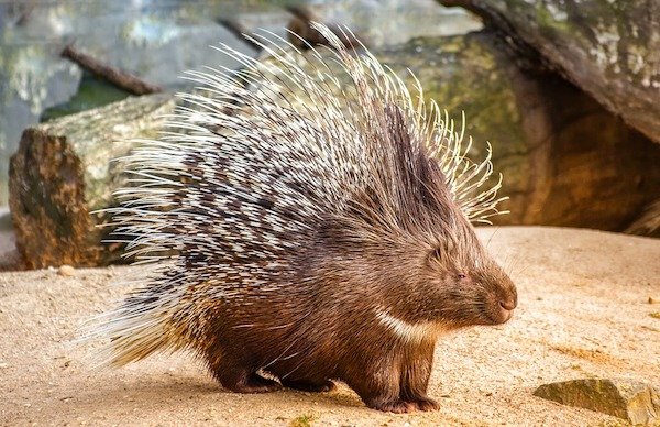 Porcupine quills are soft at birth.