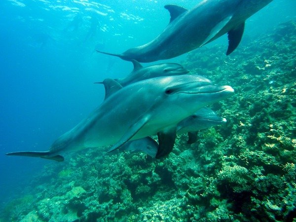 A dolphin's nipples are in its anus.