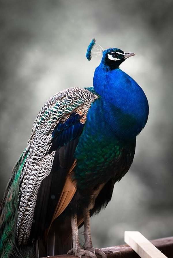 Peacock's shed and regrow their feathers after mating.