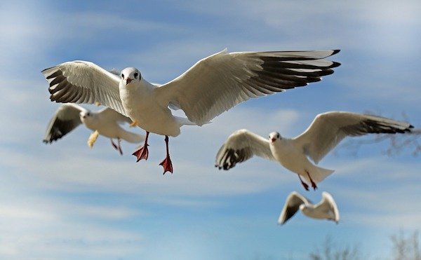 Seagulls mimic rain by stomping their feet on grass, this causes earthworms to surface.