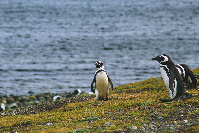 Female penguins exchange pebbles for sex acts.