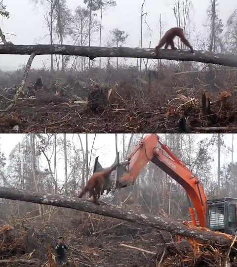 Orangutan attempts for fight off bulldozer destroying its habitat.