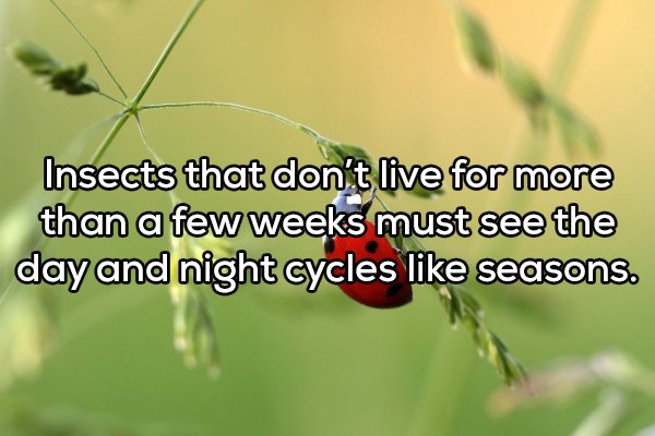 Shower thoughts - insect - Insects that don't live for more than a few weeks must see the day and night cycles seasons.