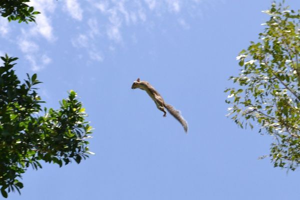 perfect timing squirrel jumping between trees