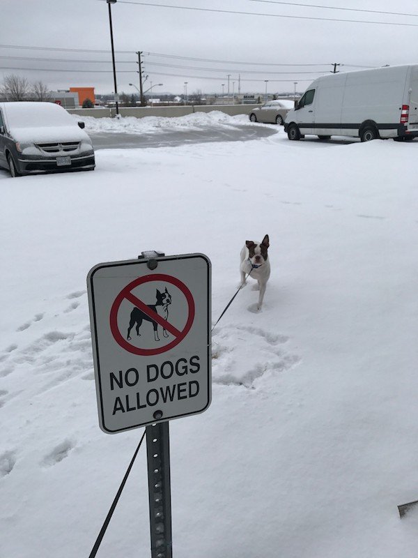 snow - No Dogs Allowed