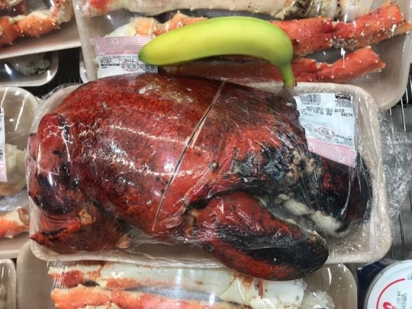 giant object - costco lobster claw