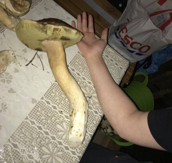 giant object - Massive mushroom next to a guys arm