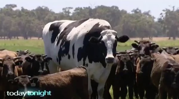 giant object - giant cow australia - today tonight