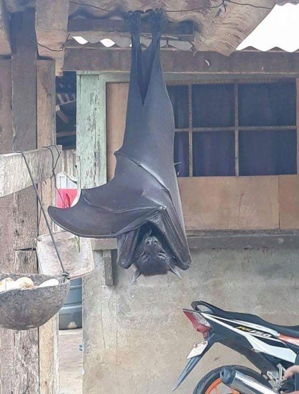giant object - human bat