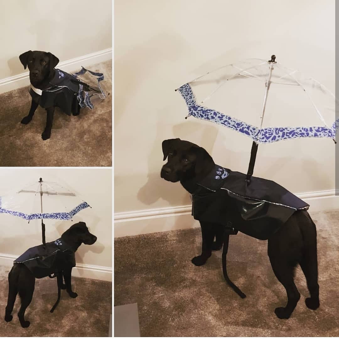 Dog umbrella.