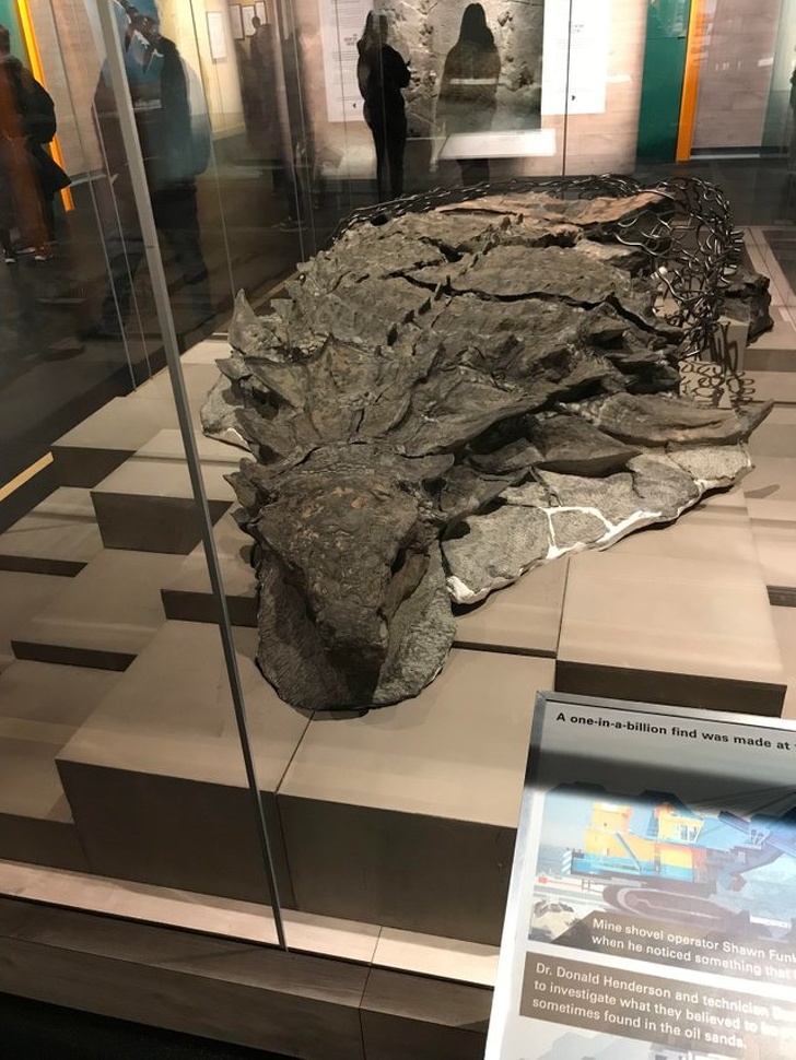 Facts - Dinosaur - A oneinabillion find was made at Mine shovel operator Shawn Funk when he noticed something that Dr. Donald Henderson and technicku to investigate what they believed to sometimes found in the oil sands
