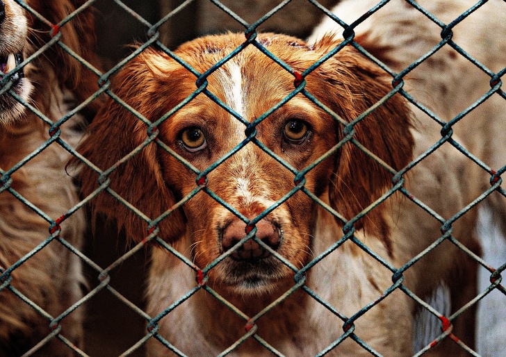 dogs that do not have a home