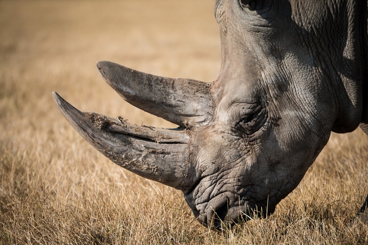 horn rhino