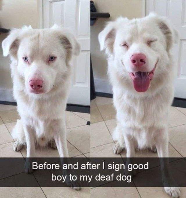 before and after i sign good boy - Before and after I sign good boy to my deaf dog