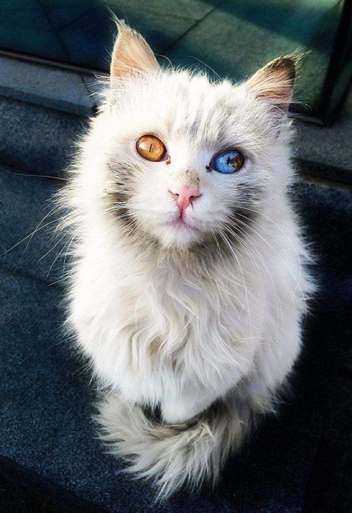 cats with different colored eyes