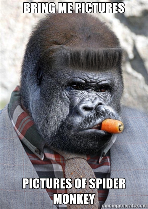 silverback gorilla carrot - Bring Me Pictures Pictures Of Spider Monkey memegenerator.net