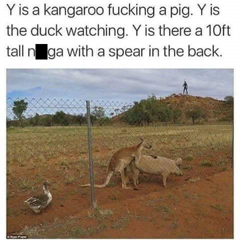 kangaroo fucking a pig - Yis a kangaroo fucking a pig. Y is the duck watching. Y is there a 10ft tall n ga with a spear in the back.