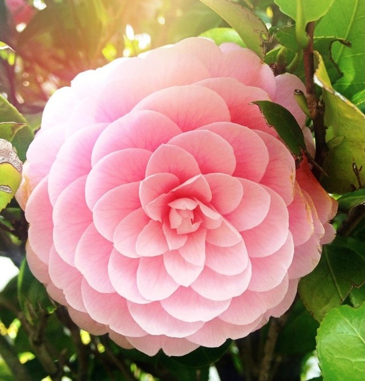photos of interesting things - japanese camellia