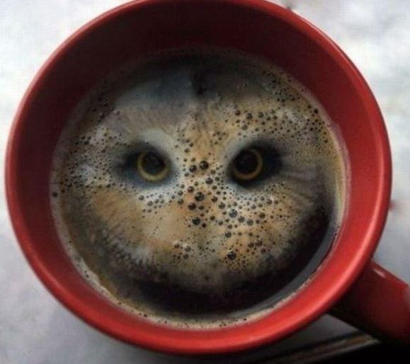 Owl found in a cup of coffee.