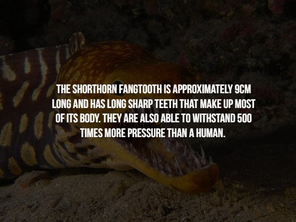 electric eel teeth - The Shorthorn Fangtooth Is Approximately 9CM Long And Has Long Sharp Teeth That Make Up Most Of Its Body. They Are Also Able To Withstand 500 Times More Pressure Than A Human.