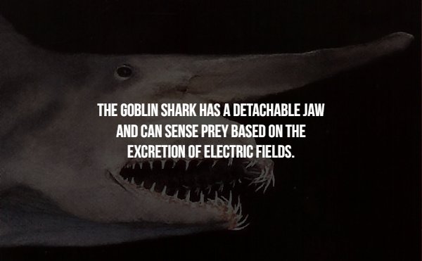 goblin shark - The Goblin Shark Has A Detachable Jaw And Can Sense Prey Based On The Excretion Of Electric Fields.