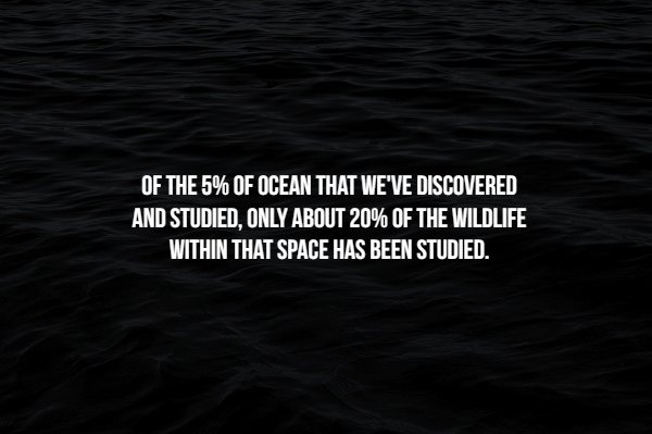 water - Of The 5% Of Ocean That We'Ve Discovered And Studied, Only About 20% Of The Wildlife Within That Space Has Been Studied.