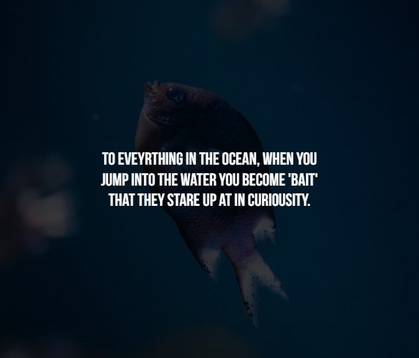 underwater - To Eveyrthing In The Ocean, When You Jump Into The Water You Become 'Bait That They Stare Up At In Curiousity.