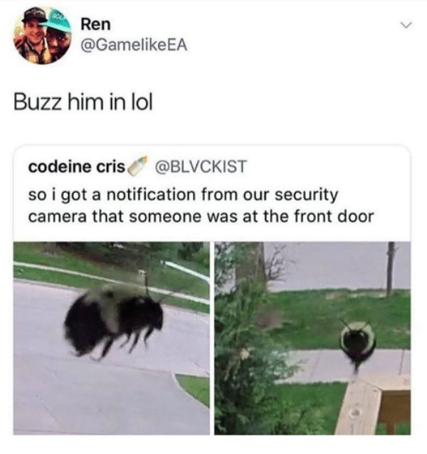 buzz him - Ren Ea Buzz him in lol codeine cris so i got a notification from our security camera that someone was at the front door