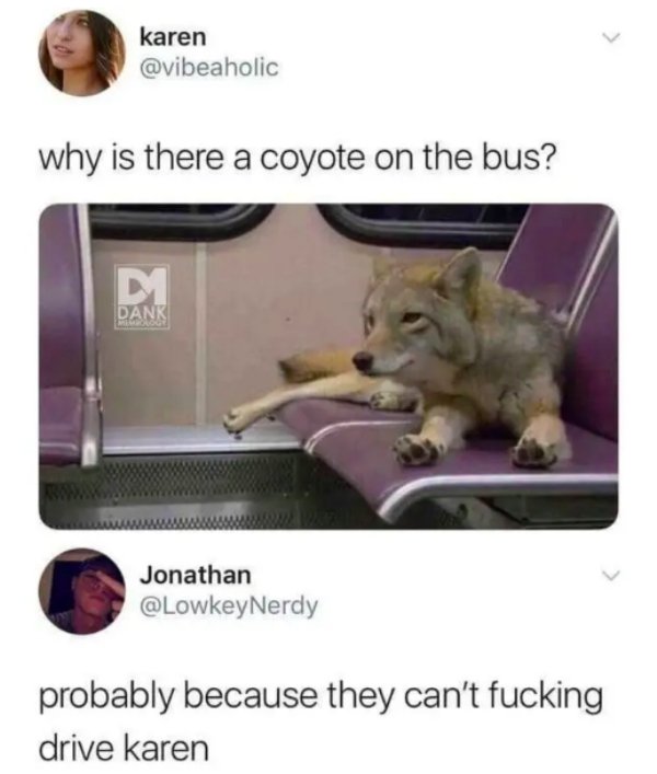 coyote on the bus - karen why is there a coyote on the bus? Dank Jonathan probably because they can't fucking drive karen
