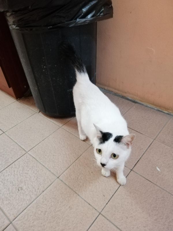 cat at my dorm looks like a s