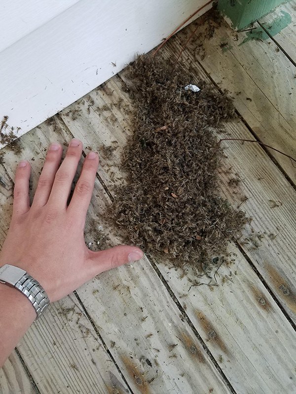 A pile of mosquitoes after spraying poison.