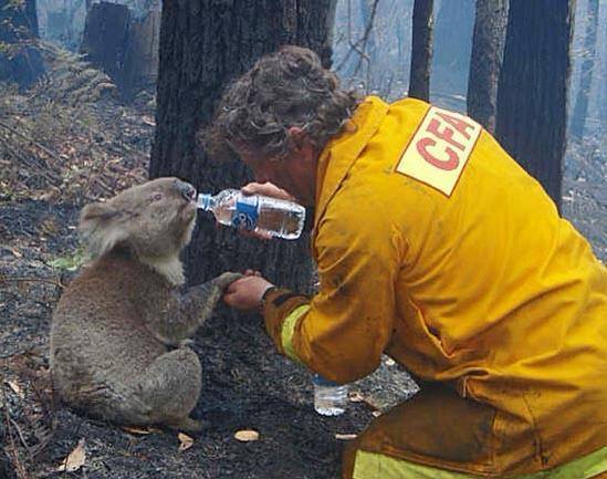 Firefighter offers water to a koala during a wildfire.